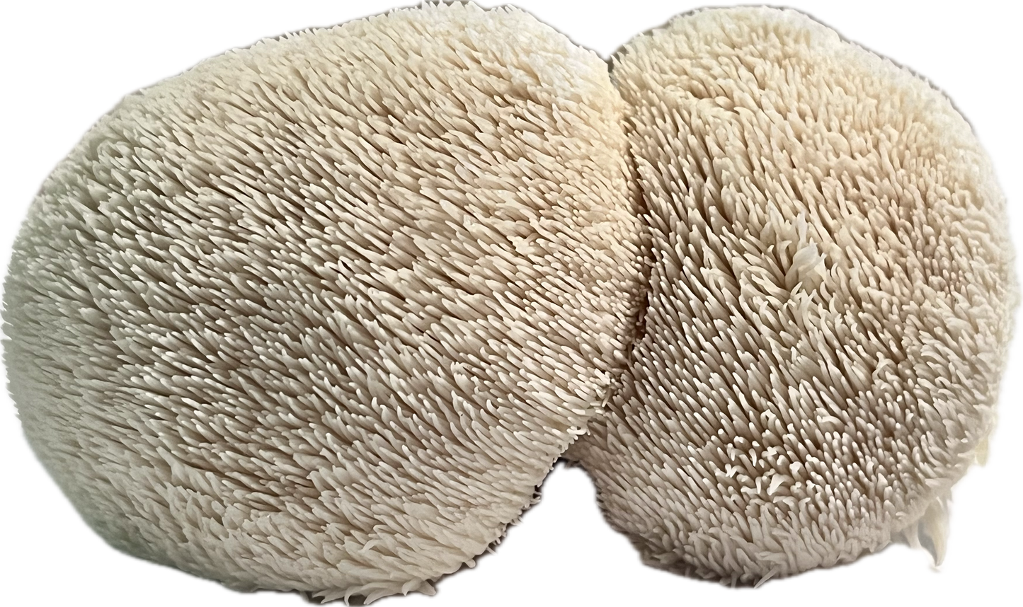 1 lb Lions Mane Mushroom Grain Spawn