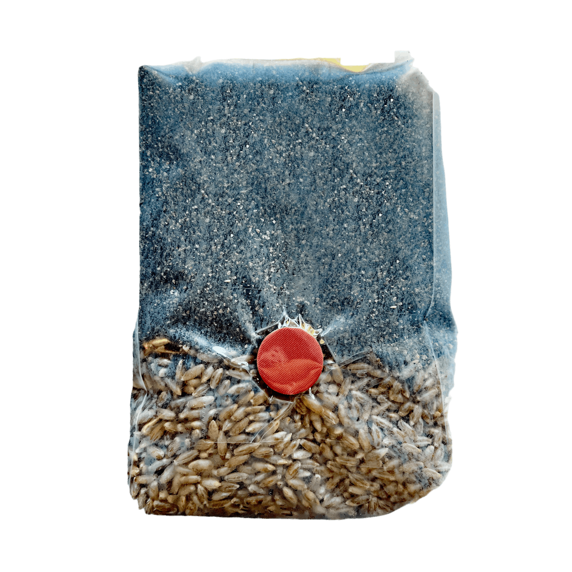 Mini All-In-One Mushroom Grow Bag – Rye Berries & CVG