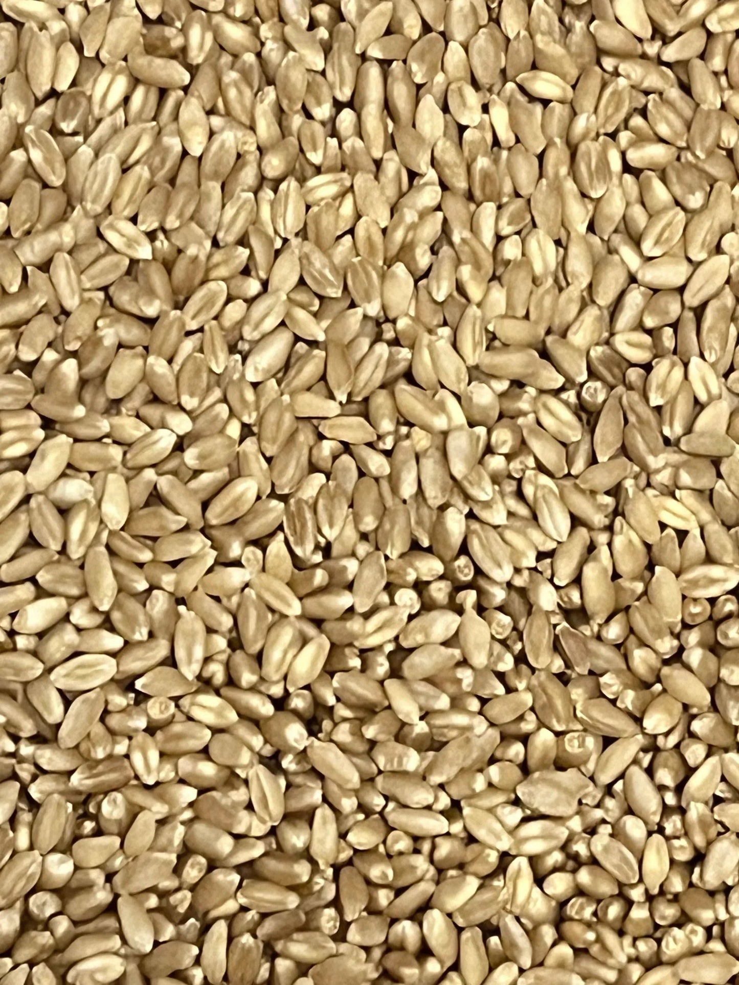 4 lb Wheat Berry Mushroom Spawn Bags - Shroomability