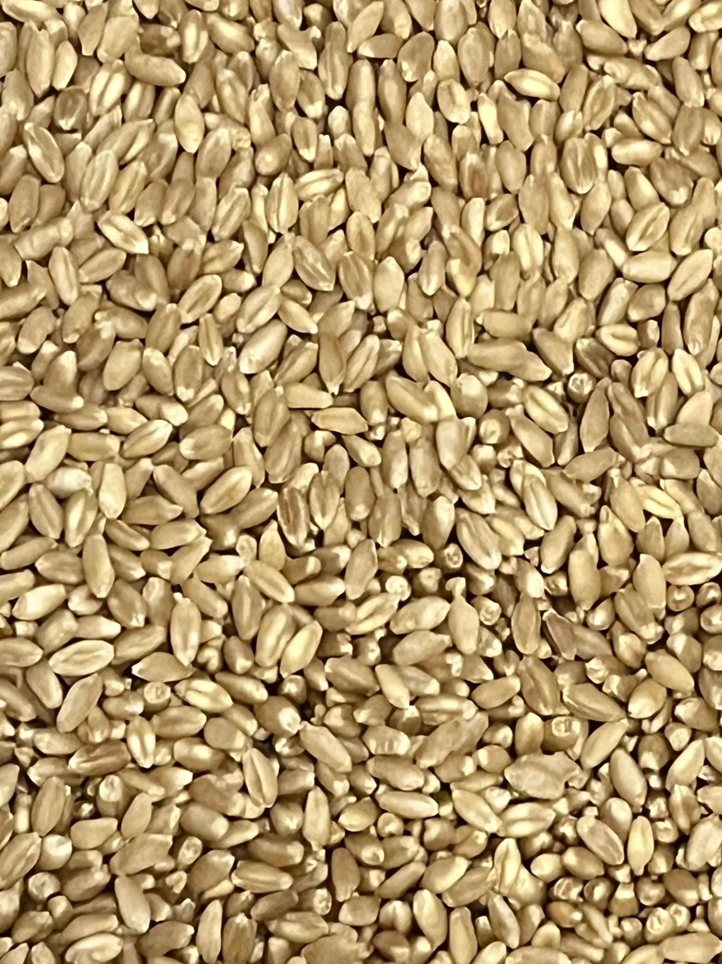 4 lb Wheat Berry Mushroom Spawn Bags - Shroomability