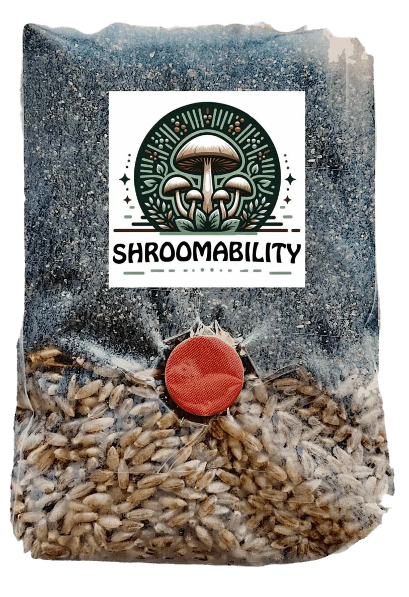 1.5 lb Mini All-In-One Mushroom Grow Bag – Rye Berries & CVG - Shroomability