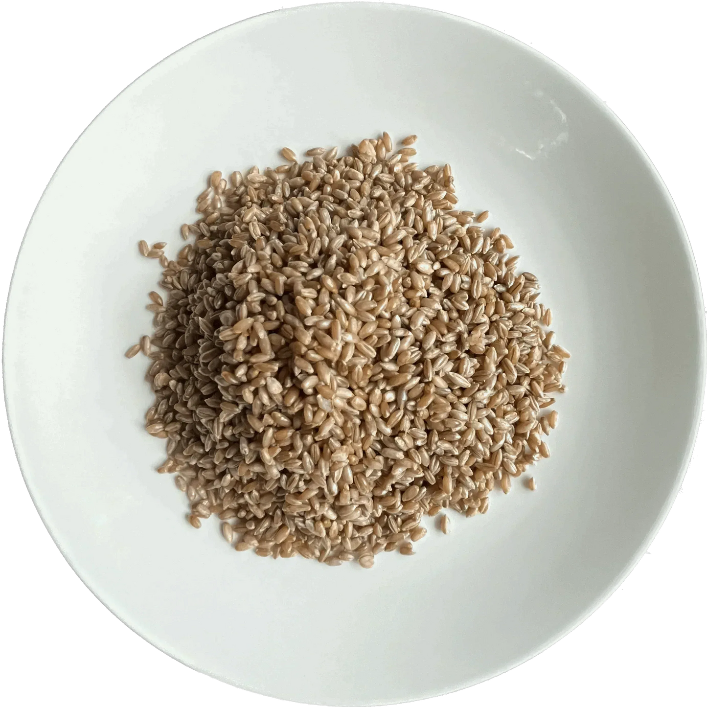 3 lb Organic Rye Berry Mushroom Spawn Bag - Shroomability