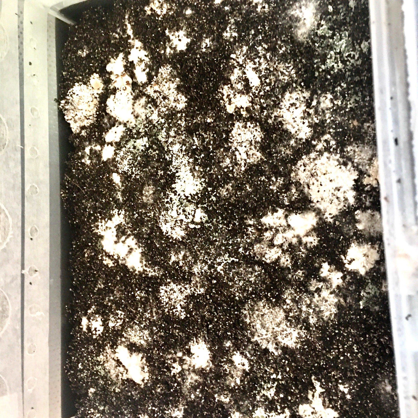 Monotub is just starting to pin