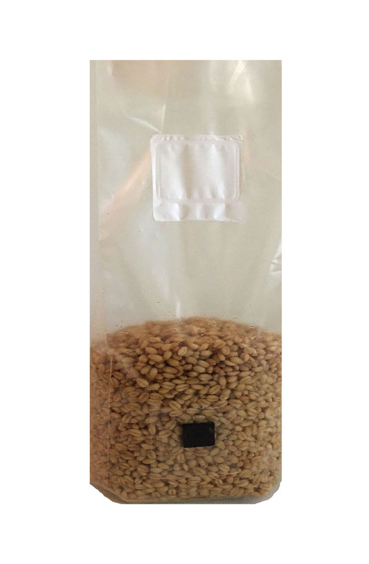 2 lb wheat berry mushroom spawn bags injection port and .2 micron filter