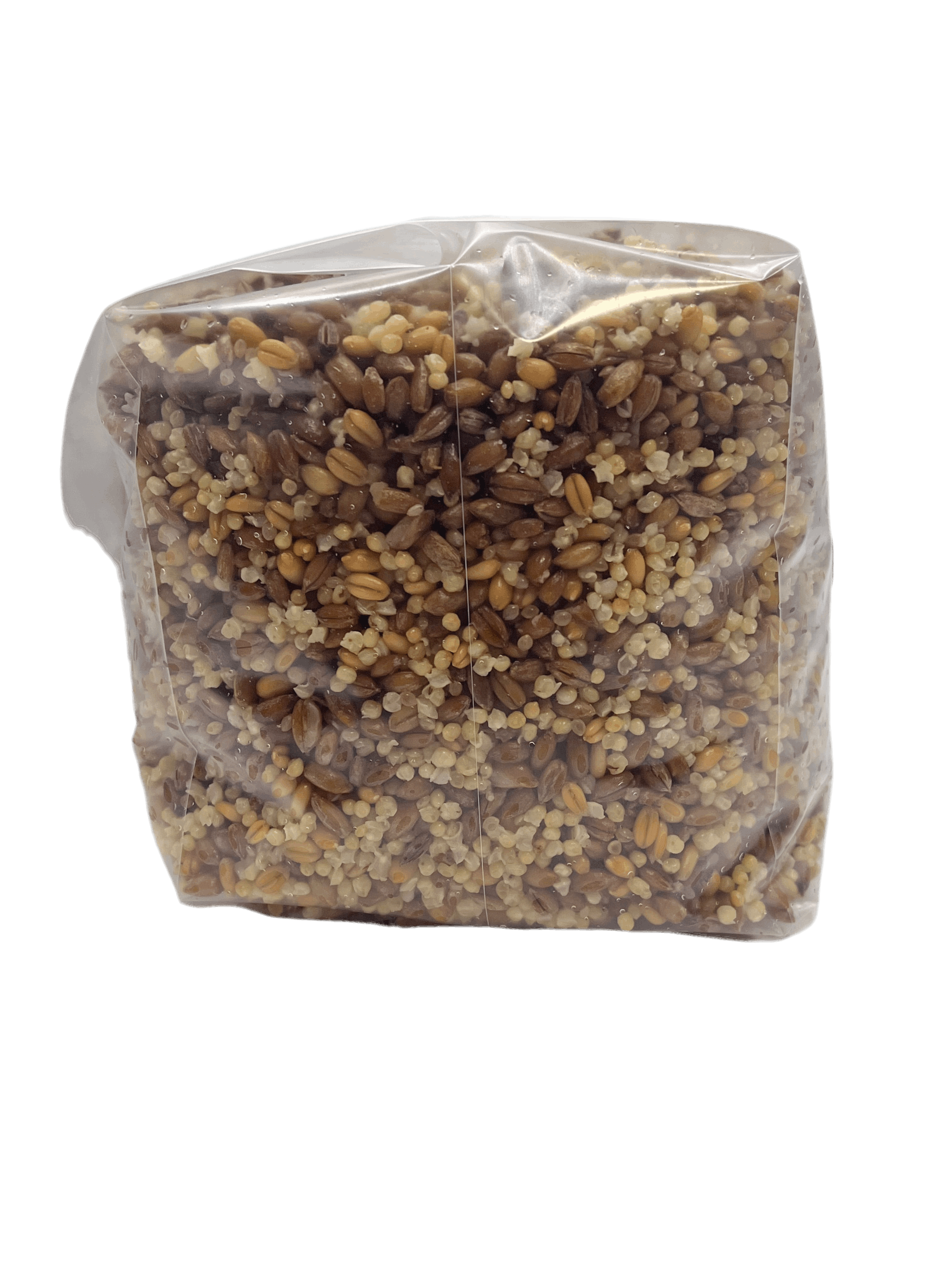 3 grain mushroom spawn bag by Shroomability