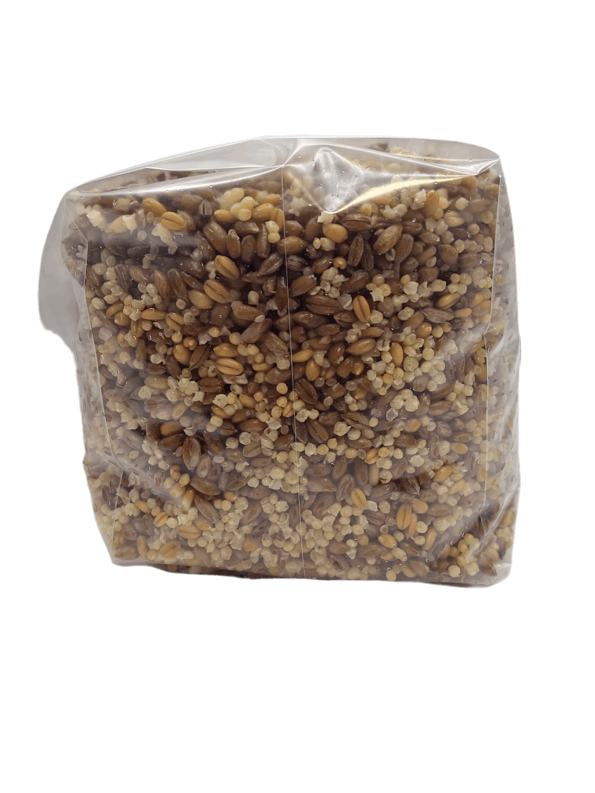 3 grain mushroom spawn bag by Shroomability