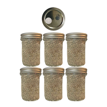 6 BRF Jars Mushroom Substrate Jars. Widely used for magic mushrooms