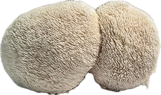 1 lb Lions Mane Mushroom Grain Spawn