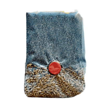 Mini All-In-One Mushroom Grow Bag – Rye Berries & CVG