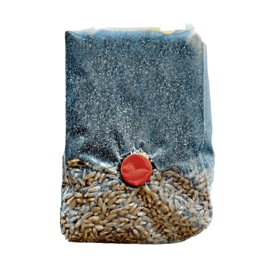 Mini All-In-One Mushroom Grow Bag – Rye Berries & CVG