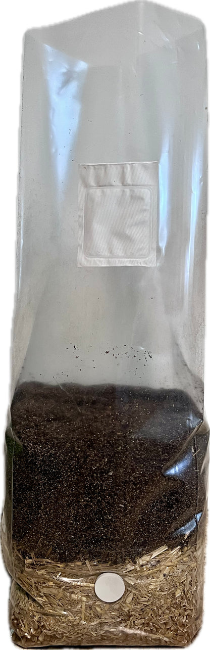 Manure Based All In One Mushroom Grow Bag (3 lb)