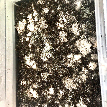 How To Build A Monotub Guide - Free - Shroomability