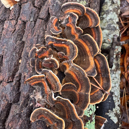 Mycomatrix TURKEY TAIL Adaptogenic Mushroom Extract