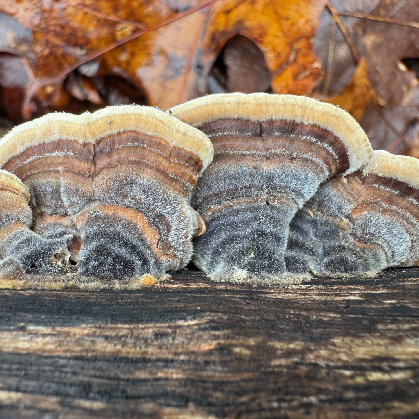 Mycomatrix TURKEY TAIL Adaptogenic Mushroom Extract