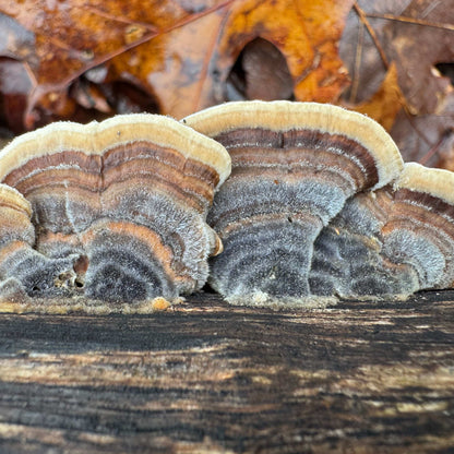 Mycomatrix TURKEY TAIL Adaptogenic Mushroom Extract