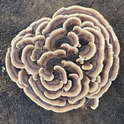 Mycomatrix TURKEY TAIL Adaptogenic Mushroom Extract