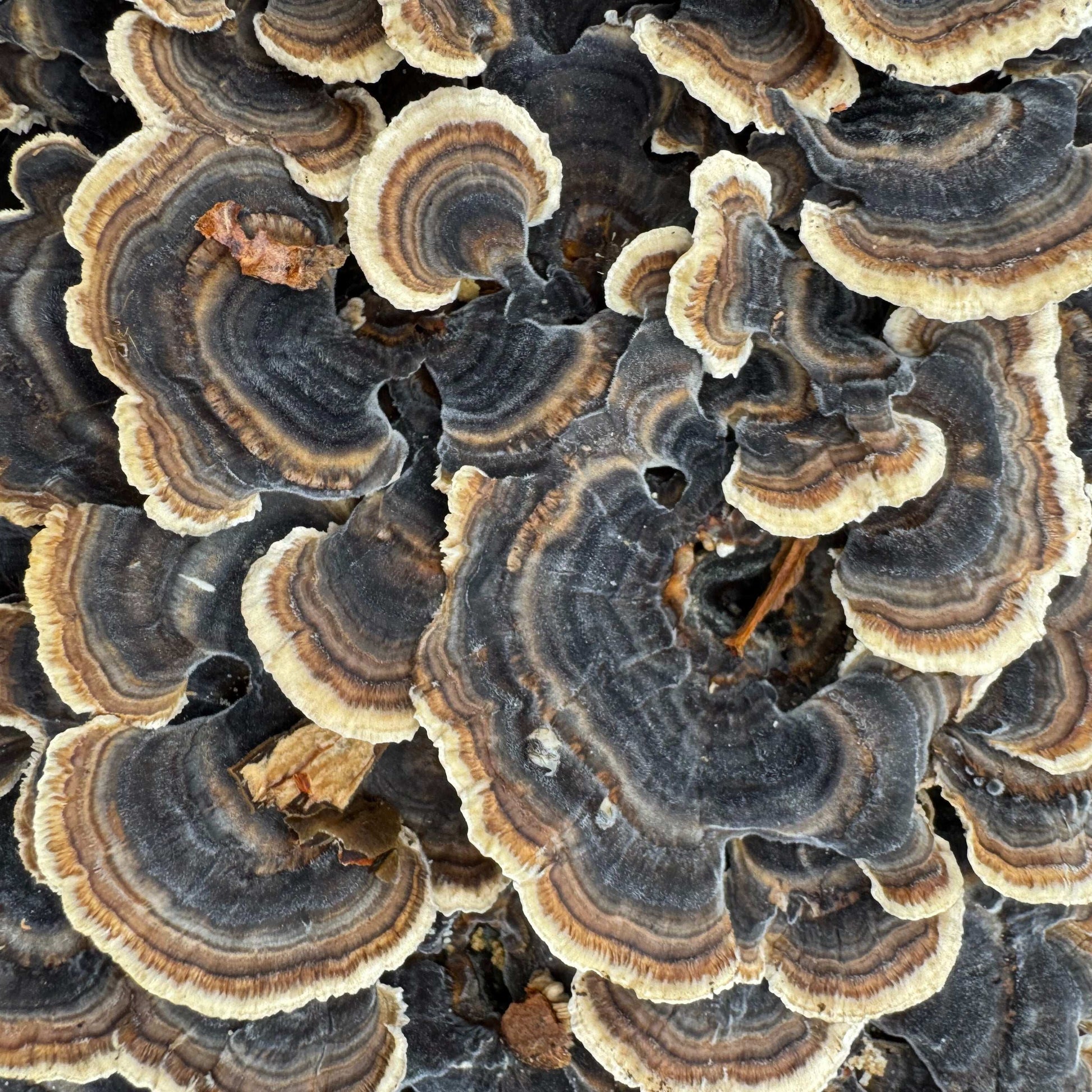 Mycomatrix TURKEY TAIL Adaptogenic Mushroom Extract