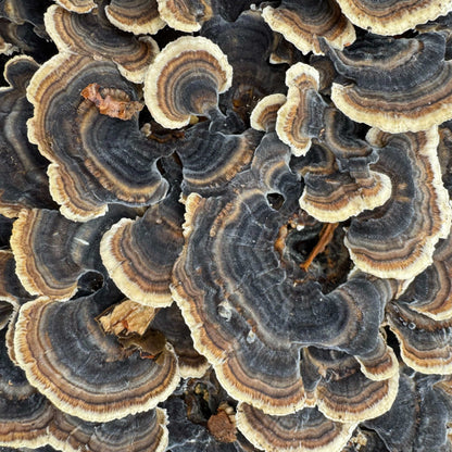 Mycomatrix TURKEY TAIL Adaptogenic Mushroom Extract