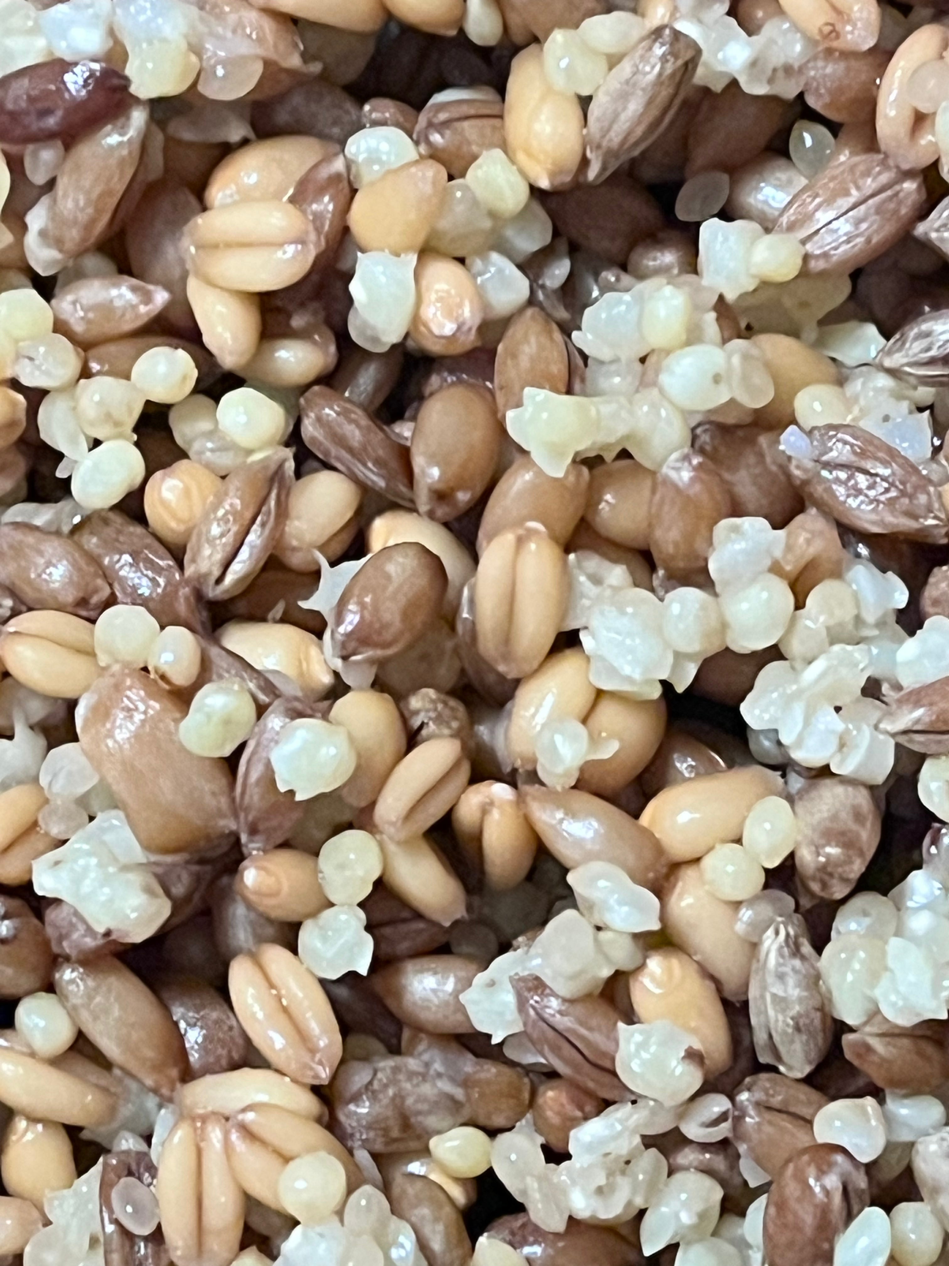 3-Grain Mushroom Substrate