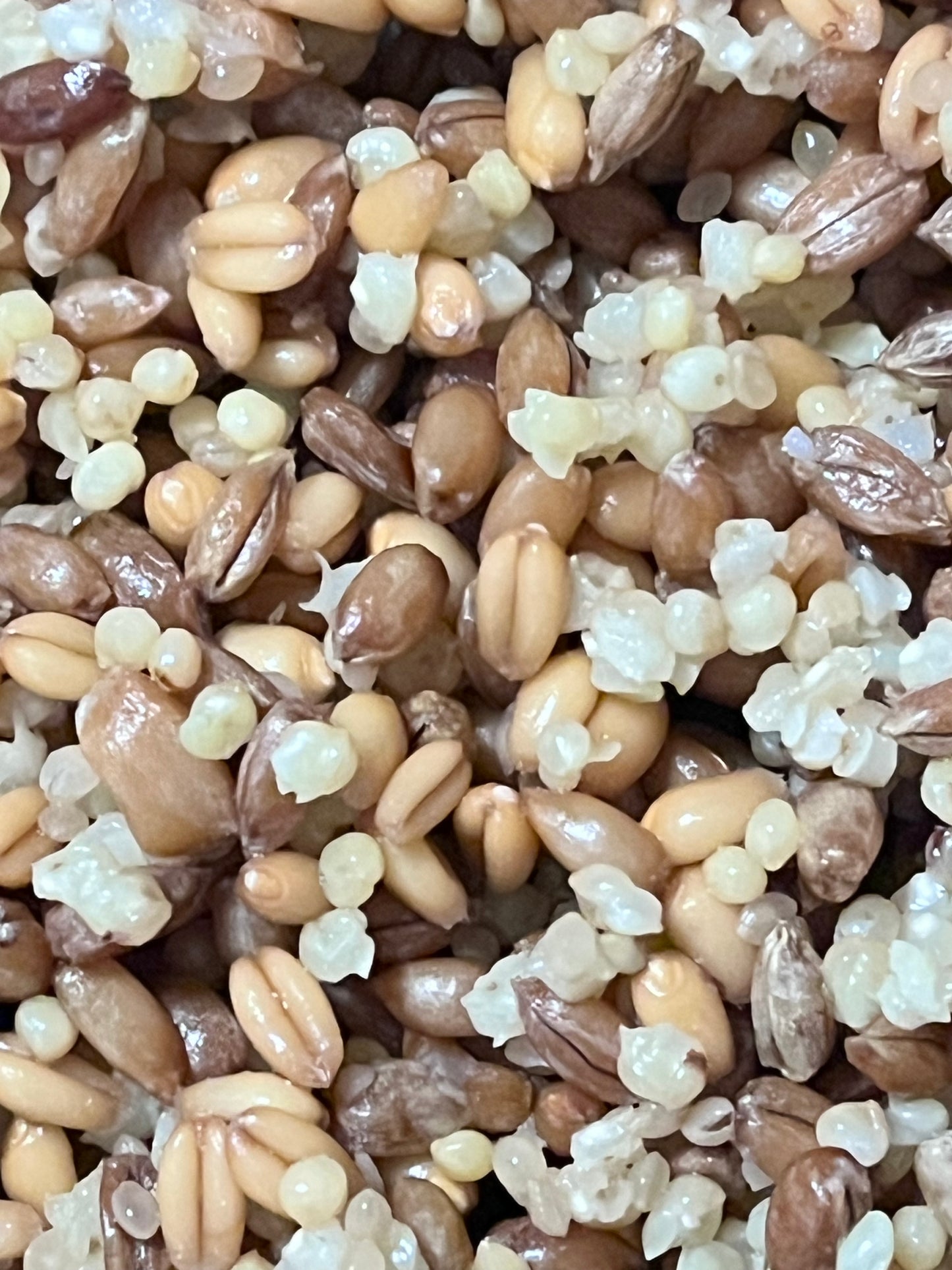 3-Grain Mushroom Substrate