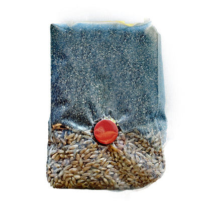 Mini All In One Mushroom Grow Bags - Rye & Casing Mix