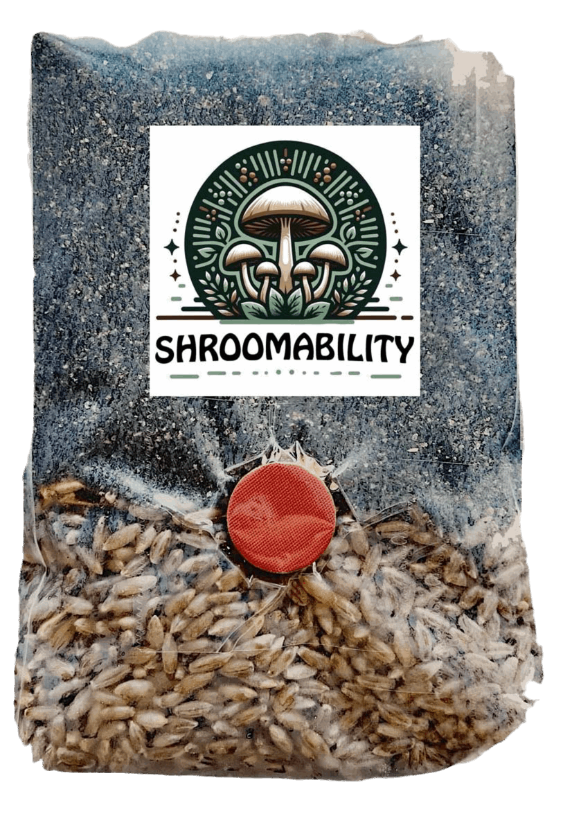 Shroomability brand All in one mini mushroom grow bag with rye and CVG Casing mix