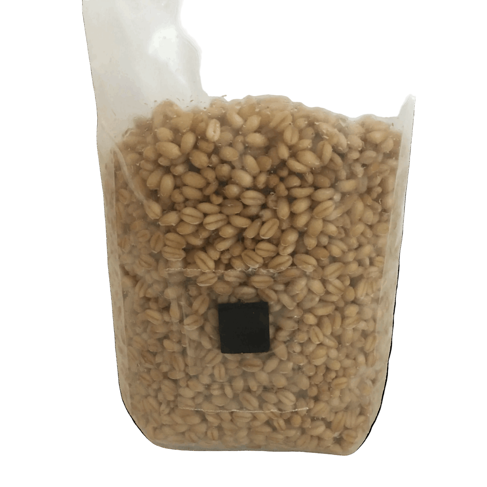 4 lb Wheat Berry Mushroom Spawn Bags - Shroomability