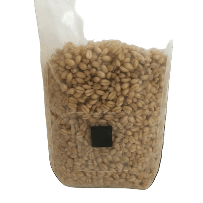 4 lb Wheat Berry Mushroom Spawn Bags - Shroomability