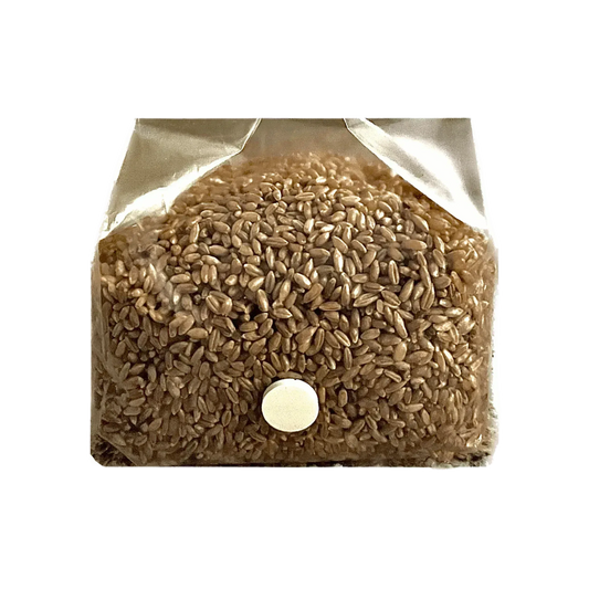 3 lb Organic Rye Berry Mushroom Spawn Bag - Shroomability