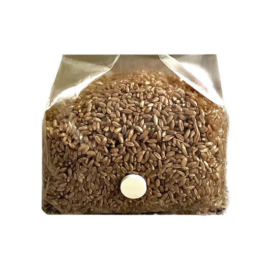 Shroomability brand rye berry mushroom spawn bag 3 pounds unbranded with injection port and .5 micron gas exchange filter