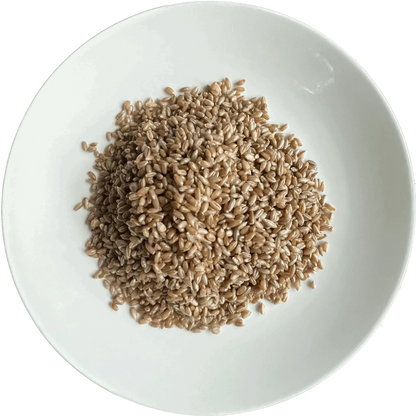 3 lb Organic Rye Berry Mushroom Spawn Bag - Shroomability