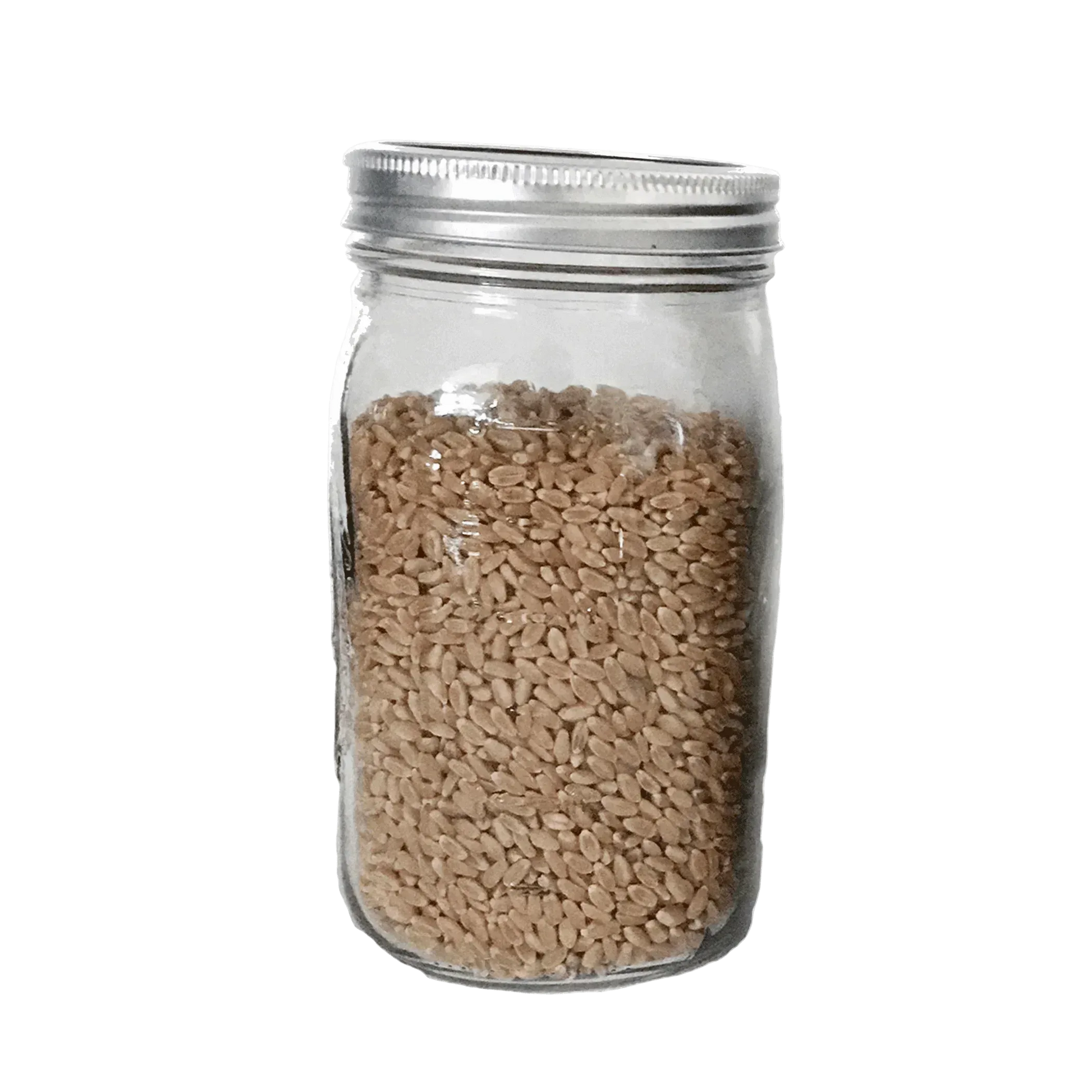 3 Wheat Berry Spawn Jars - Shroomability