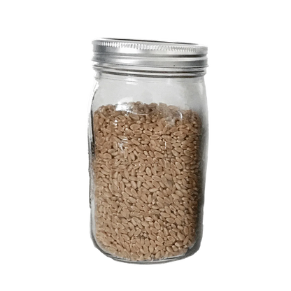 3 Wheat Berry Spawn Jars - Shroomability
