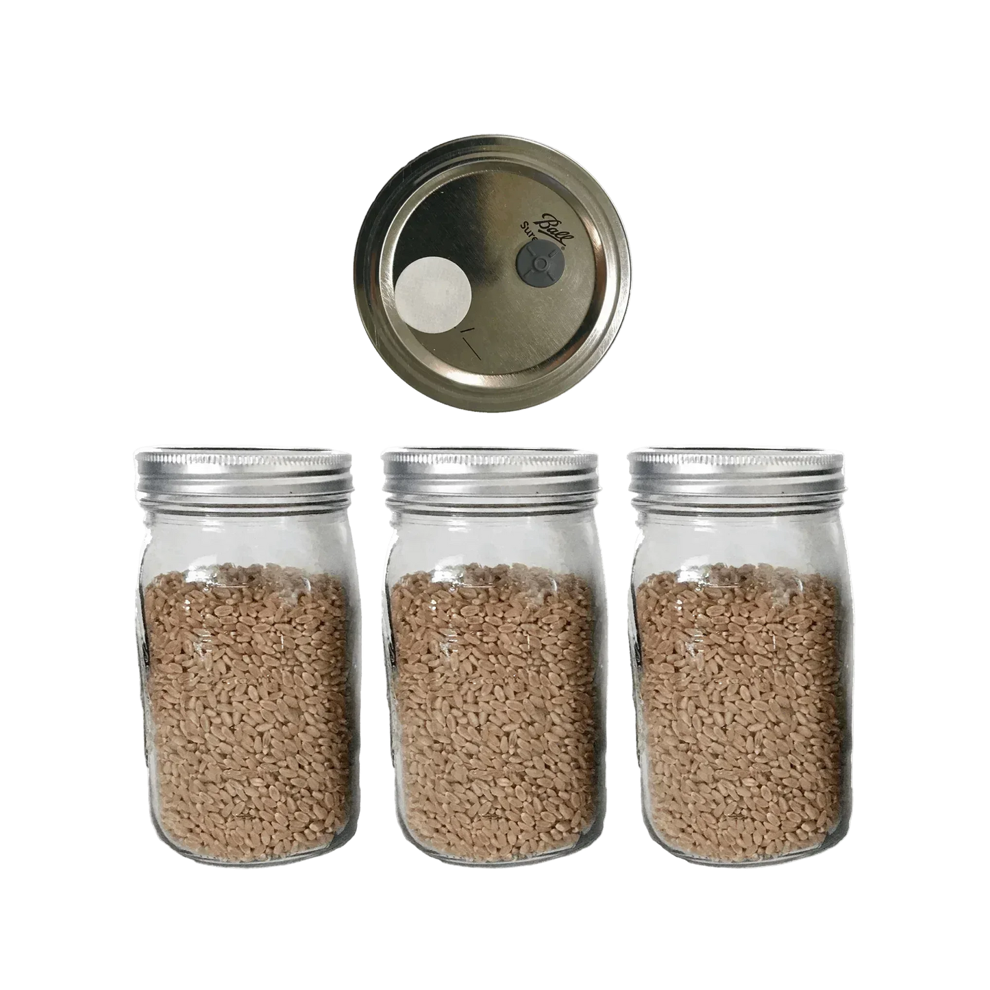 3 Wheat Berry Spawn Jars - Shroomability