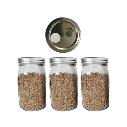 3 Wheat Berry Spawn Jars - Shroomability