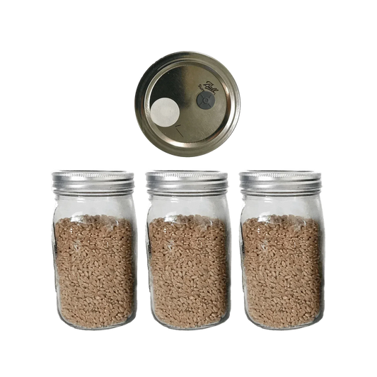 3 Wheat Berry Spawn Jars - Shroomability