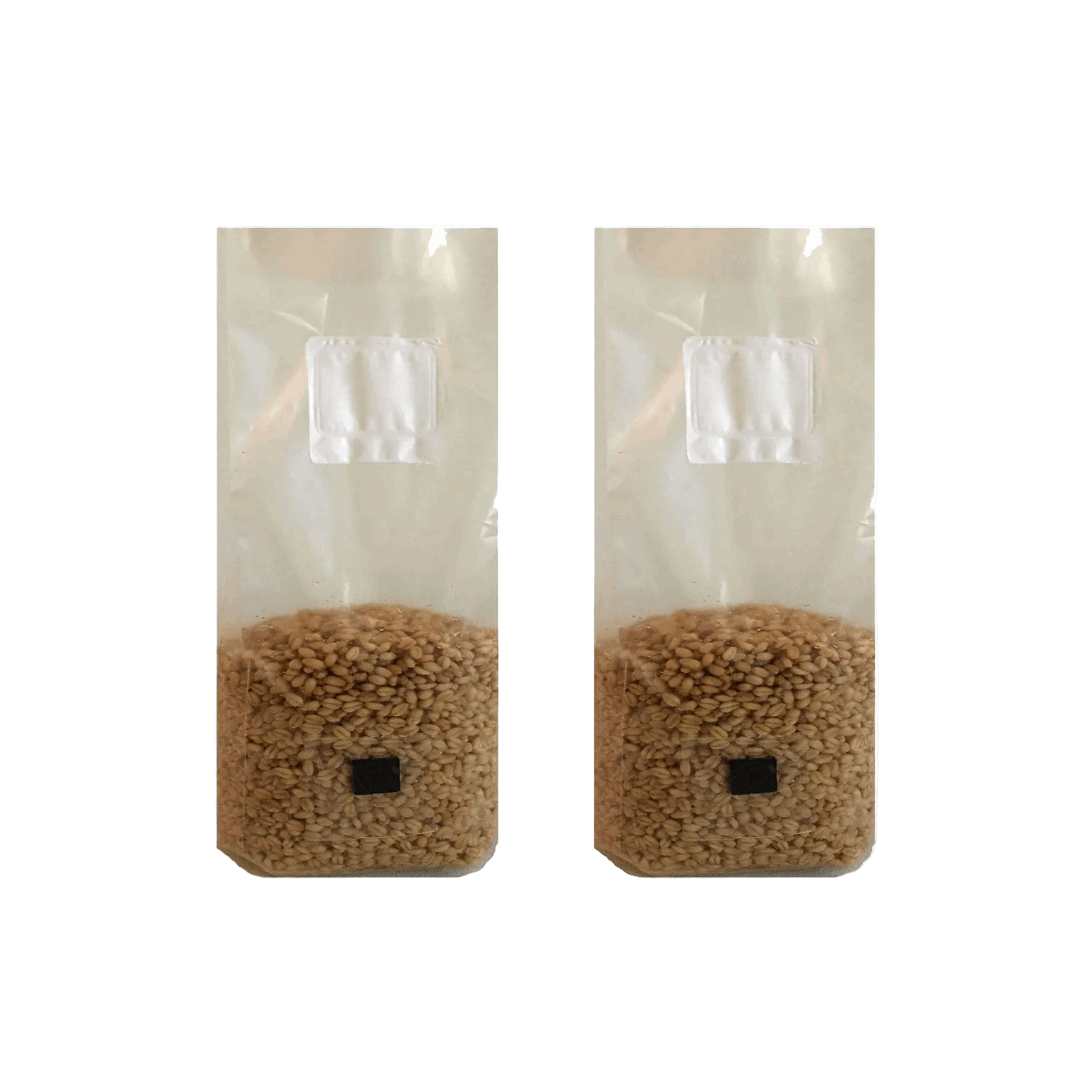 4 lb Wheat Berry Mushroom Spawn Bags - Shroomability