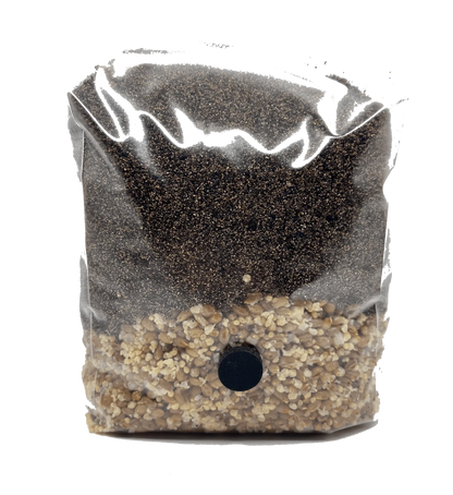 4 lb 3-Grain All-In-One Mushroom Grow Bag - Shroomability