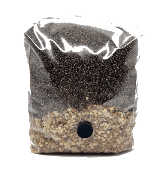 all in one mushroom grow bag rye and casing mix 3 lb