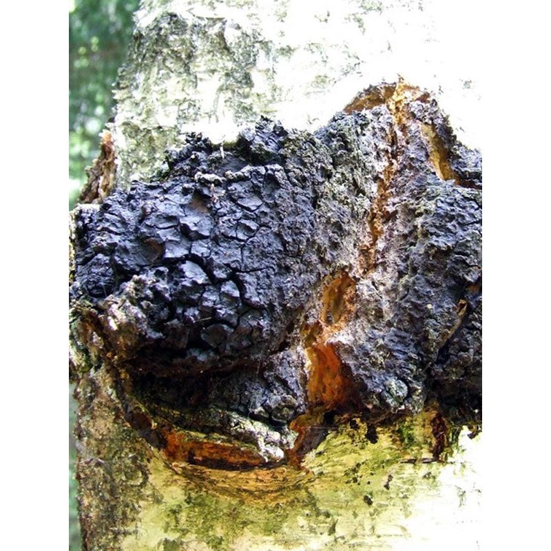 Mycomatrix CHAGA Adaptogenic Mushroom Extract