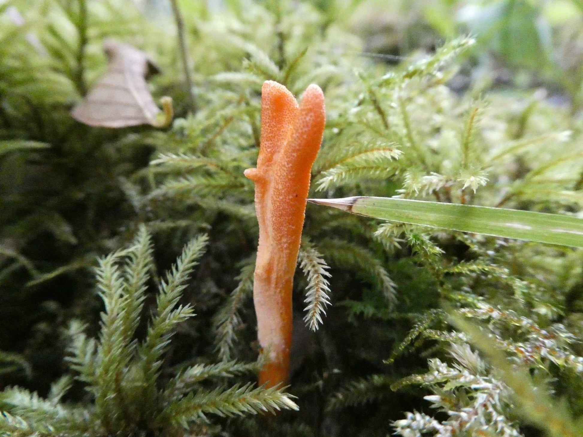 Mycomatrix Cordyceps Adaptogenic Mushroom Extract