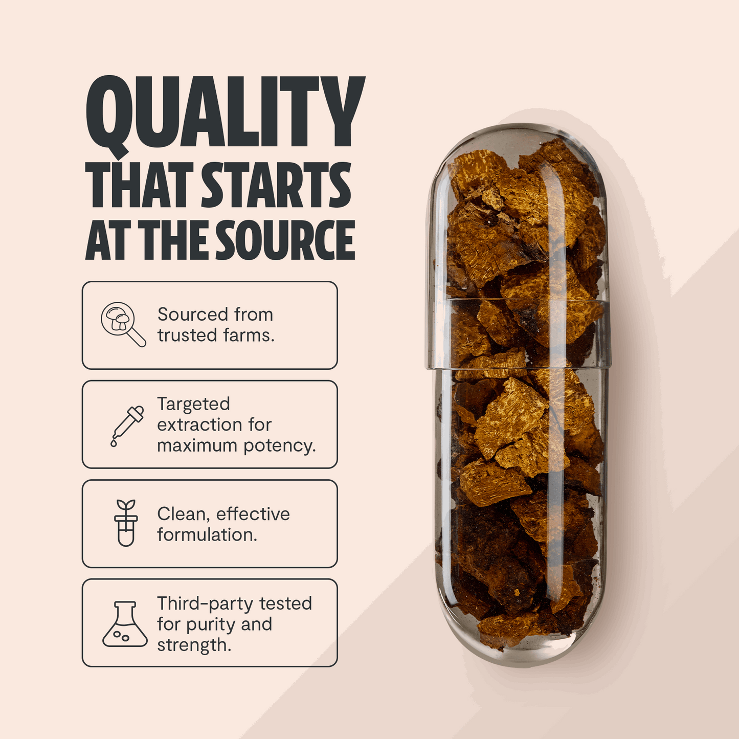 Chaga Mushroom Extract Capsules