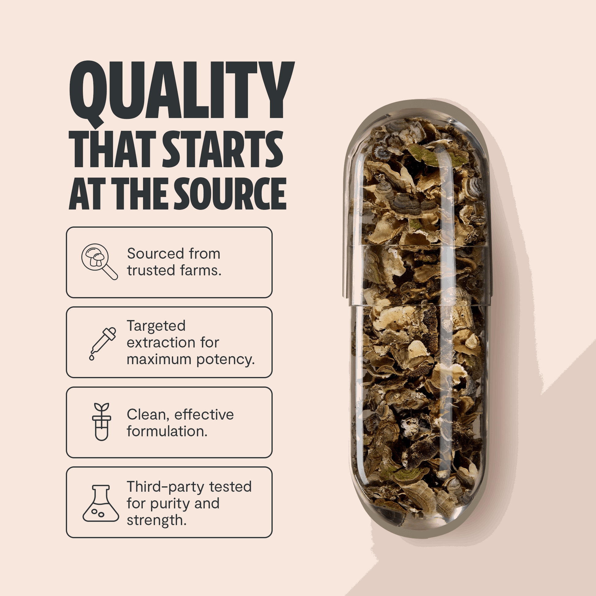 Turkey Tail Mushroom Extract Capsules