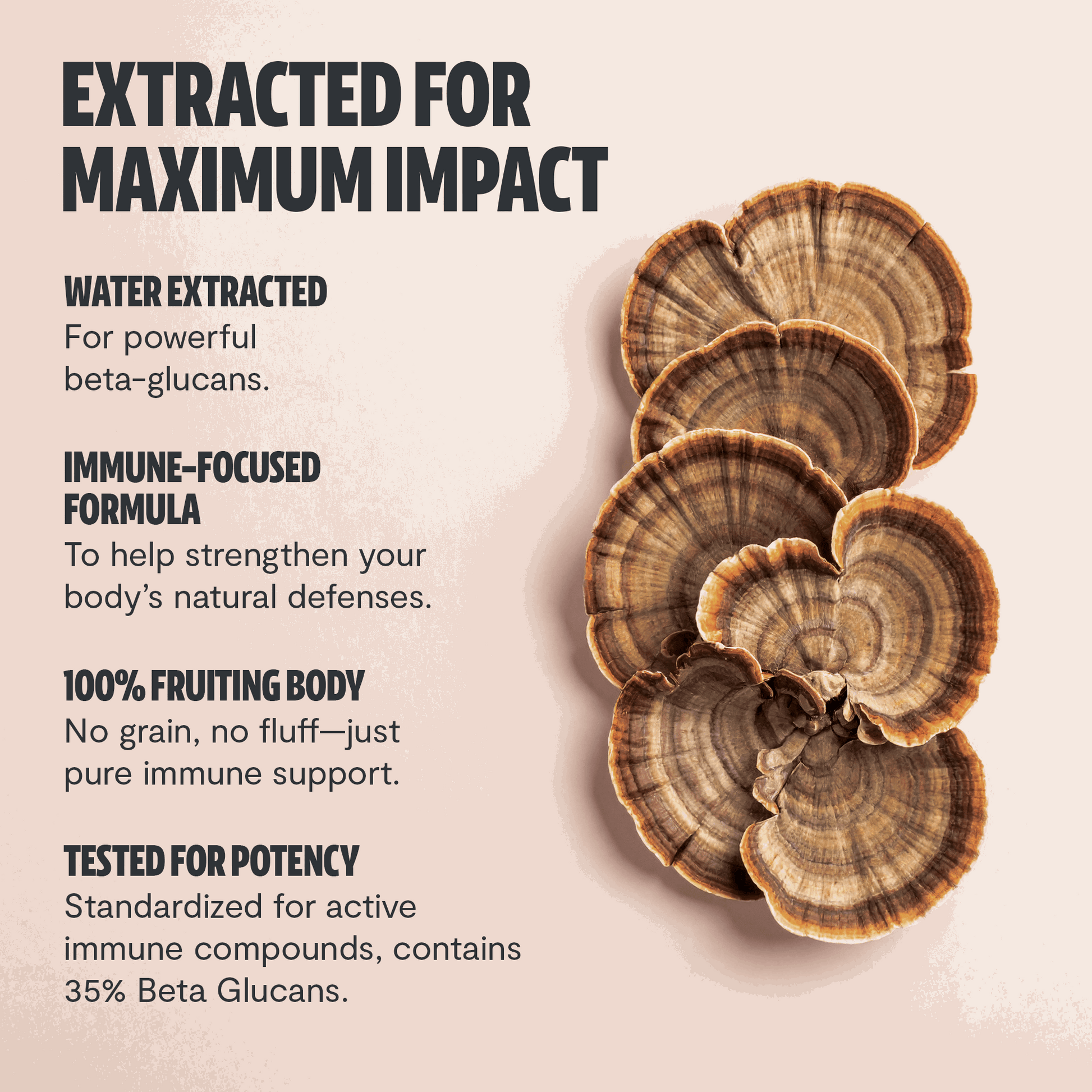 Turkey Tail Mushroom Extract Capsules