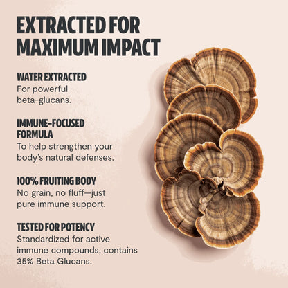 Turkey Tail Mushroom Extract Powder - Shroomability