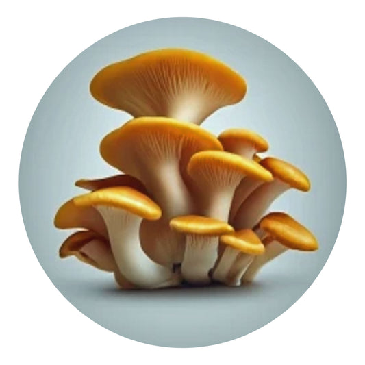 Golden Oyster Mushroom Liquid Culture