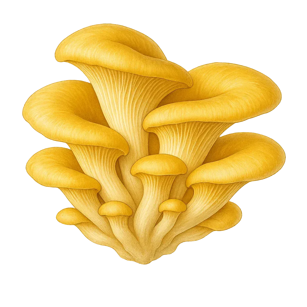 1 lb Golden Oyster Mushroom Grain Spawn - Shroomability