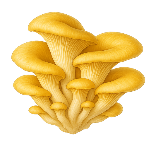 Golden Oyster Mushroom Grain Spawn (1 lb)