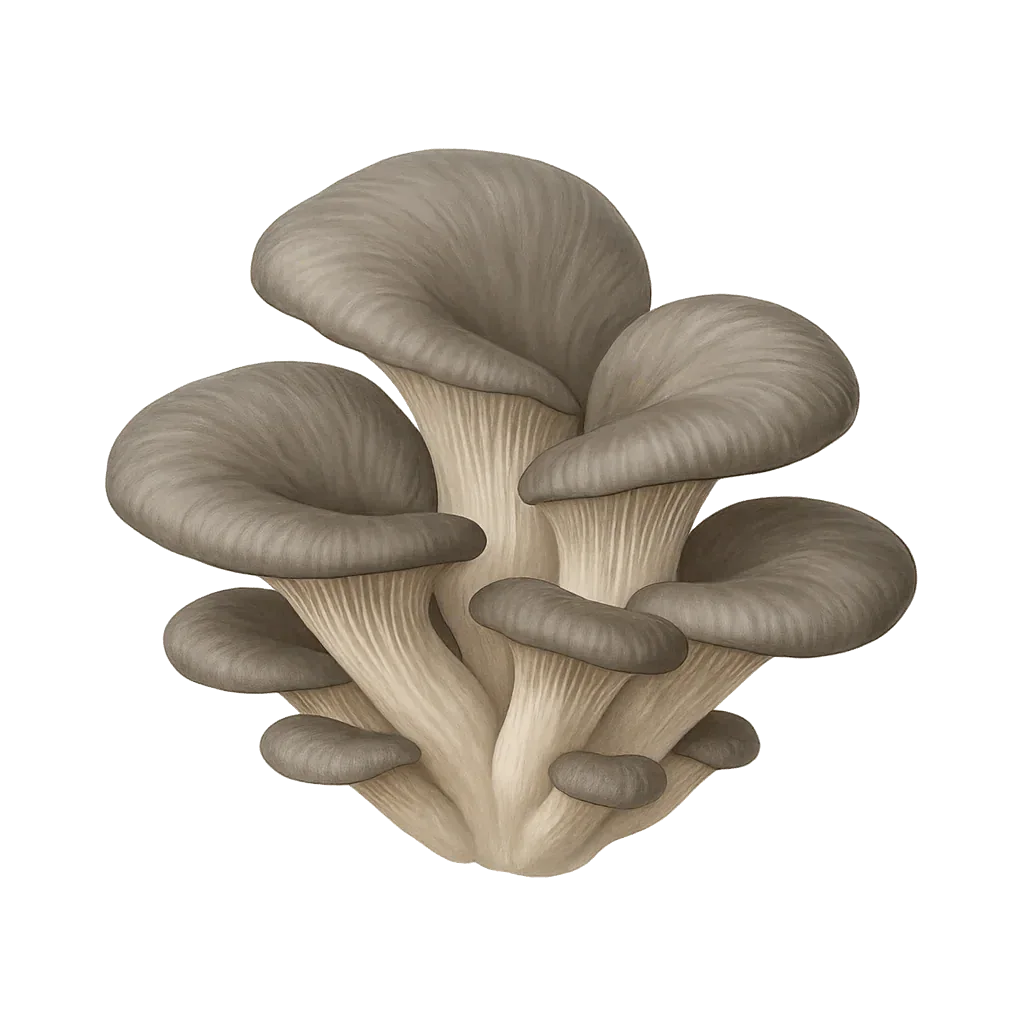 1 lb Pearl / Gray Oyster Mushroom Grain Spawn - Shroomability