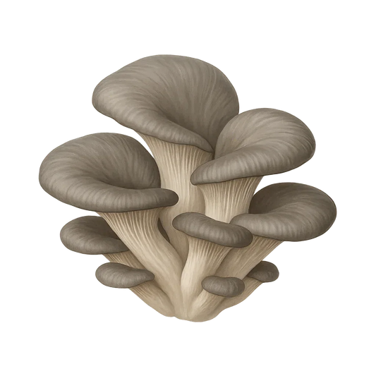 1 lb Pearl / Gray Oyster Mushroom Grain Spawn - Shroomability